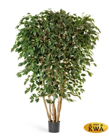 Фикус Бенджамина многоствольный 180 см 2/2