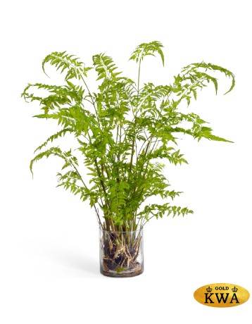 Папоротник Железный св.зеленый в-125 см в стекле с корнями, землей, мхом (Арт-объект) 1/1