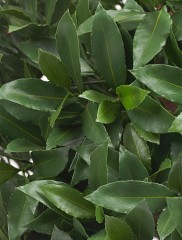 Лавр круглый с UV-фильтром уличный д-65 см в-70 см 2/2