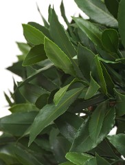 Лавр круглый с UV-фильтром уличный д-65 см в-70 см 2/2