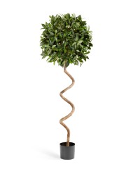 Лавр шар спираль 150 см д-50 см 2/2