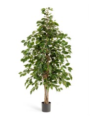 Фикус Бенджамина натуральный 150 см 2/2