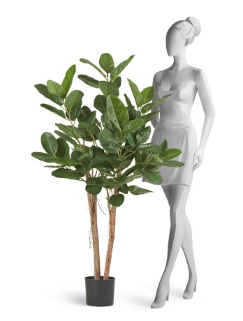 Фикус Одри Бенгальский 140 см 2/2