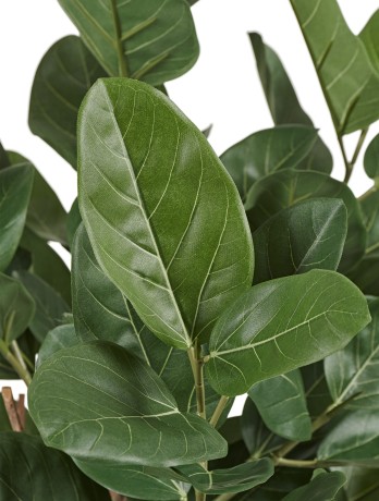 Фикус Одри Бенгальский 140 см 2/2