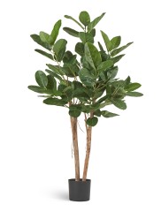 Фикус Одри Бенгальский 140 см 2/2