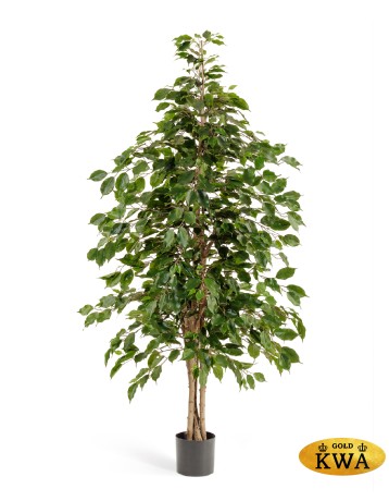 Фикус Бенджамина натуральный 180 см 2/2