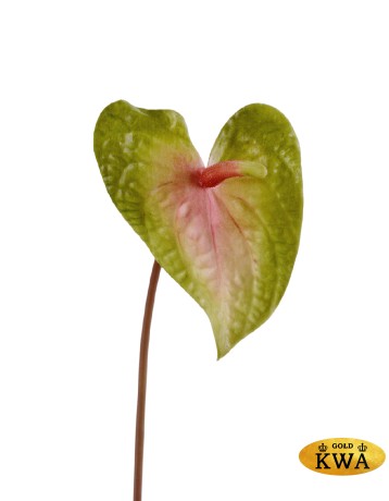 Антуриум Макс св.зелёный с розовым в-56 см, д-17х12 см 12/96