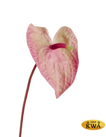 Антуриум Макс нежно-розовый с кремово-зелёным в-56 см, д-17х12 см 12/96