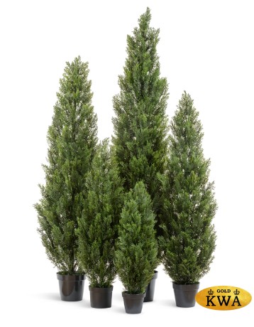 Туя уличная Эйр Элеганс в-90 см 4/12