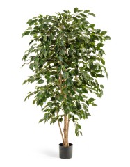 Фикус Бенджамина Нитида 180 см 2/2