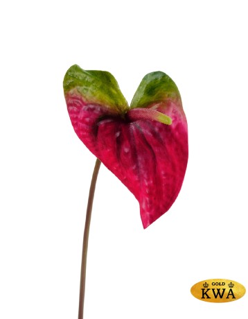 Антуриум Макс зелёный с малиново-бордовым в-56 см, д-17х12 см 12/96