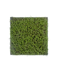 Мох Сфагнум Fuscum зелёный (полотно на подложке) 50х50 см 12/48