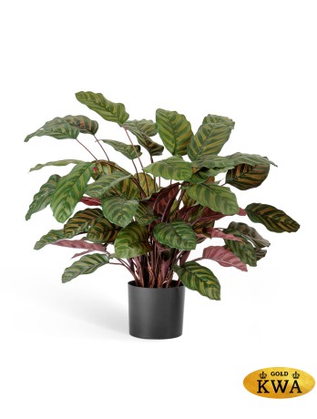 Калатея крупнолистная зелёно-бордовая в-75 см 65 листов в горшке 4/4