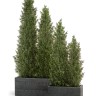 Туя уличная Эйр Элеганс в-120 см 2/6
