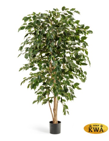 Фикус Бенджамина Нитида 210 см 2/2