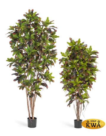 Кротон 120 см 2/2