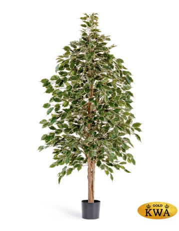 Фикус Бенджамина пестр. натуральный 150 см 2/2