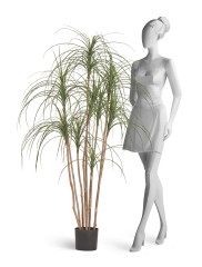 Нолина Нитида в-150 см 2/2