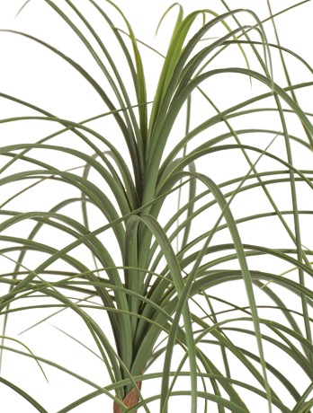 Нолина Нитида в-150 см 2/2