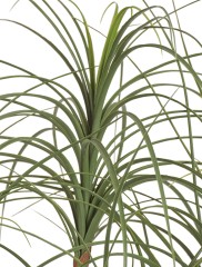 Нолина Нитида в-150 см 2/2