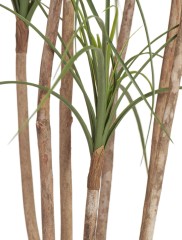 Нолина Нитида в-150 см 2/2