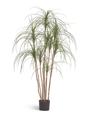 Нолина Нитида в-150 см 2/2