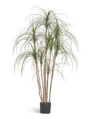 Нолина Нитида в-150 см 2/2