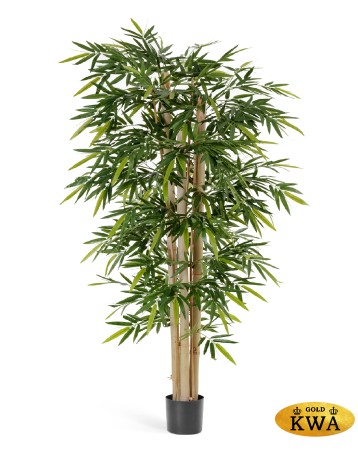 Бамбук Новый гигантский  270 см 2/2