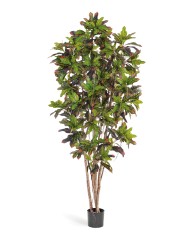 Кротон 150 см 2/2