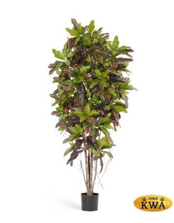 Кротон 150 см 2/2