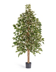 Фикус Бенджамина пестр. натуральный 180 см 2/2