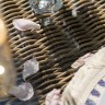 "Цесена" обеденная группа плетеная из искусственного ротанга, цвет соломенный