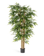 Бамбук Новый гигантский  300 см 2/2