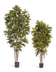 Кротон 180 см 2/2