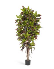 Кротон 180 см 2/2