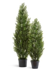 Туя уличная Эйр Элеганс в-210 см 1/1