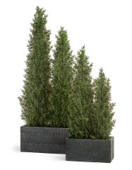 Туя уличная Эйр Элеганс в-210 см 1/1