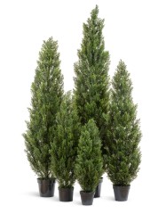 Туя уличная Эйр Элеганс в-210 см 1/1