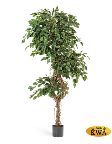 Фикус Бенджамина Селеста 180 см 2/2