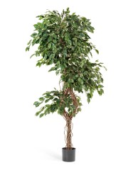 Фикус Бенджамина Селеста 180 см 2/2