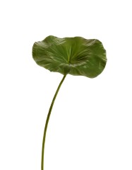 Лист Лотоса в-70 см, д-25х20 см 6/36