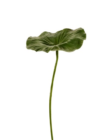 Лист Лотоса в-70 см, д-25х20 см 6/36