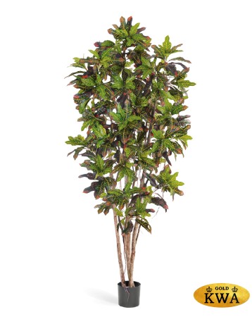 Кротон 230 см 2/2