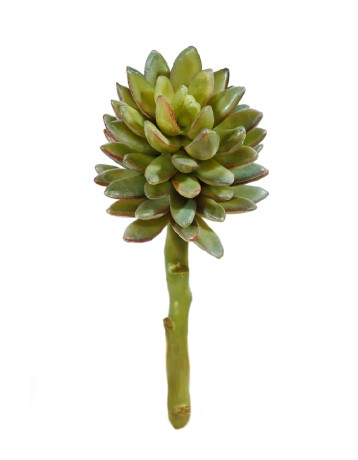 Суккулент Синокрассула в-10 см 12/144