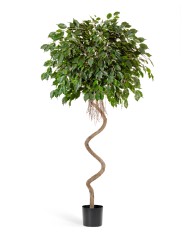 Фикус Бенджамина спираль 200 см 2/2