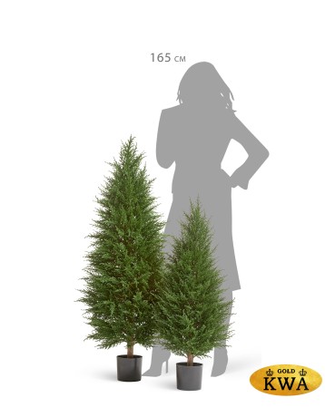 Кипарис Тауэр Элегант уличный новый в-90 см 2/2