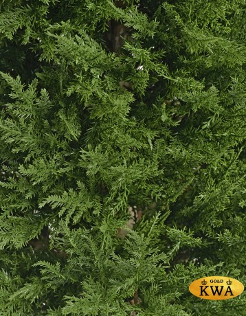 Кипарис Тауэр Элегант уличный новый в-90 см 2/2