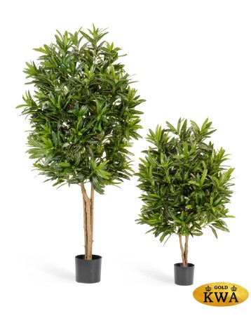 Кротон Голдфингер 155 см 2/2