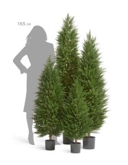 Кипарис Тауэр Элегант уличный новый в-120 см 2/2