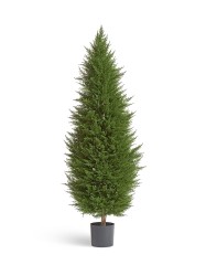 Кипарис Тауэр Элегант уличный новый в-120 см 2/2